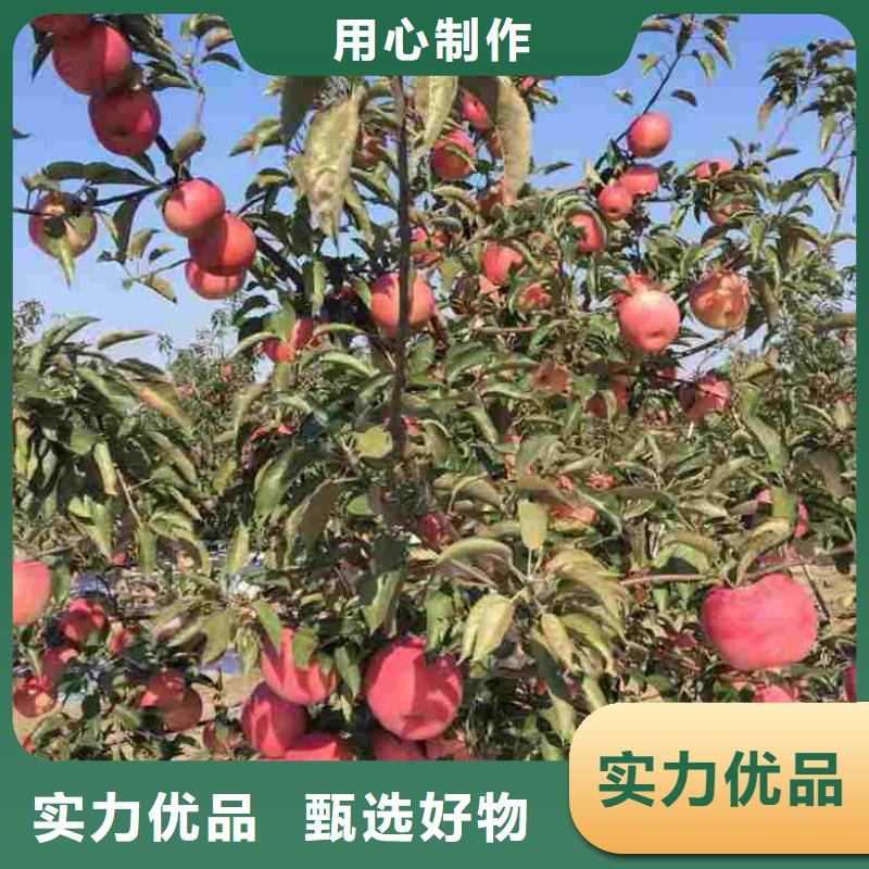 蘋果苗板栗苗為品質(zhì)而生產(chǎn)客戶滿意度高