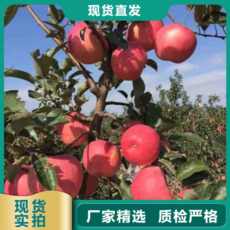 苹果苗核桃苗专业生产设备本地经销商