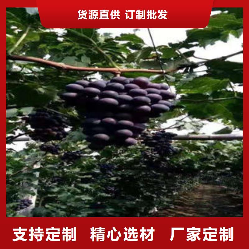 葡萄苗板栗苗厂家质量过硬安心购