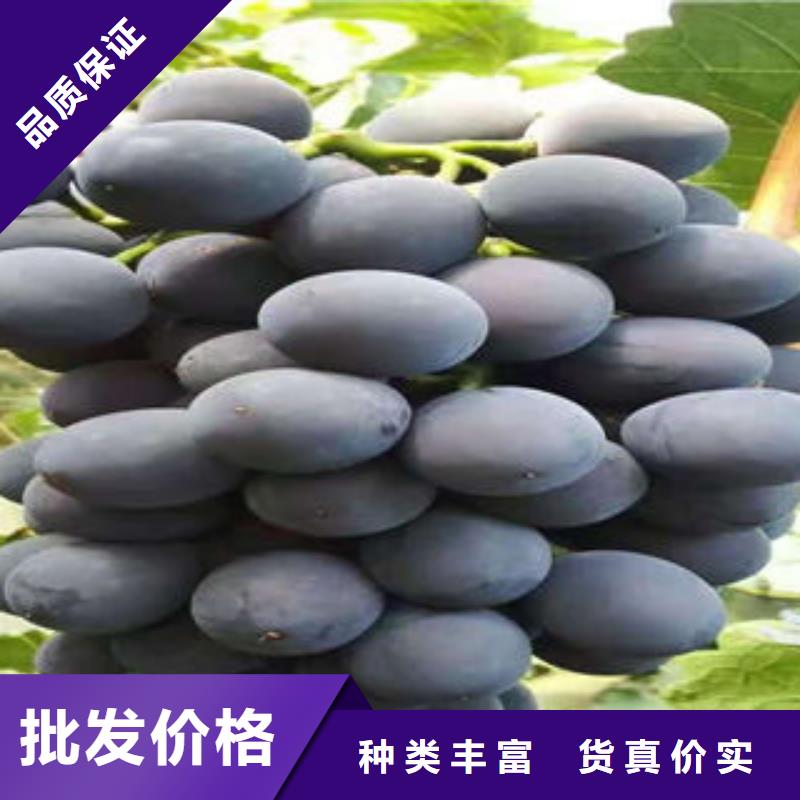 葡萄苗板栗苗质量牢靠自产自销