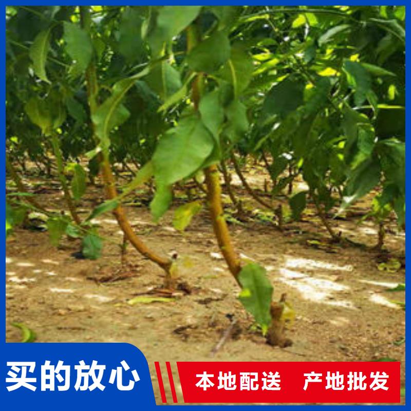 葡萄苗核桃苗价格有优势实体厂家