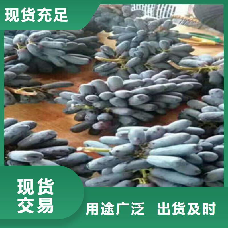 葡萄苗-梨树苗好产品放心购现货交易
