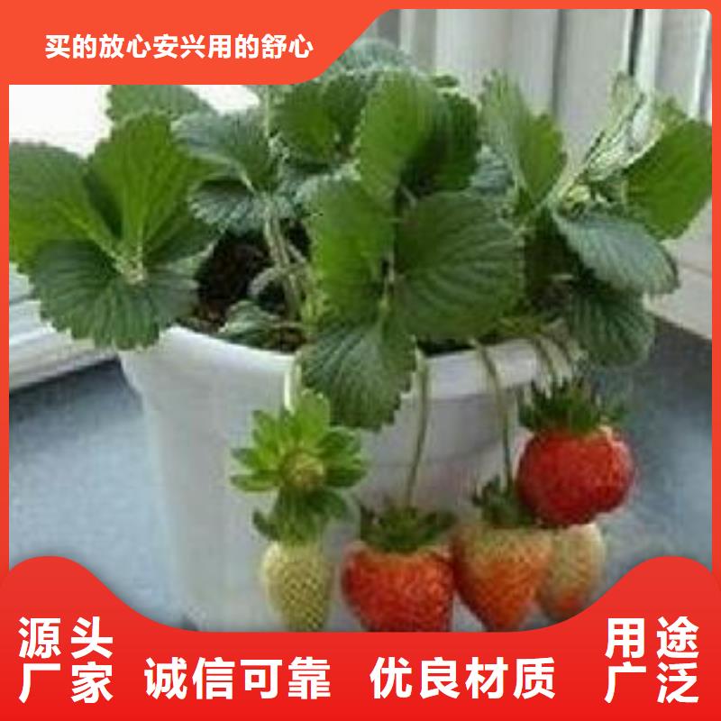 草莓苗葡萄苗源头厂家供应产地直销
