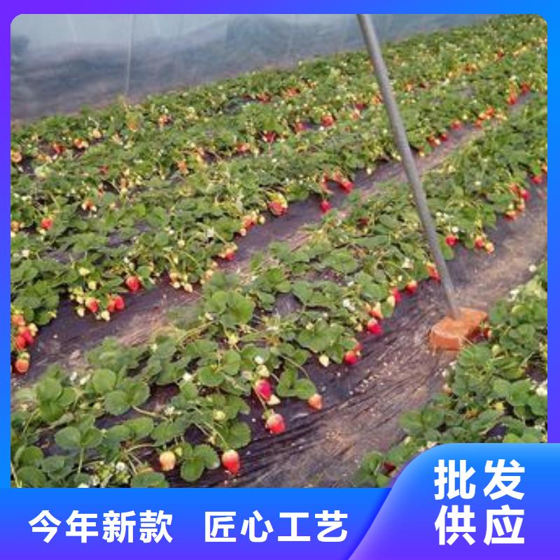 草莓苗-蓝莓苗买的放心厂家直销值得选择