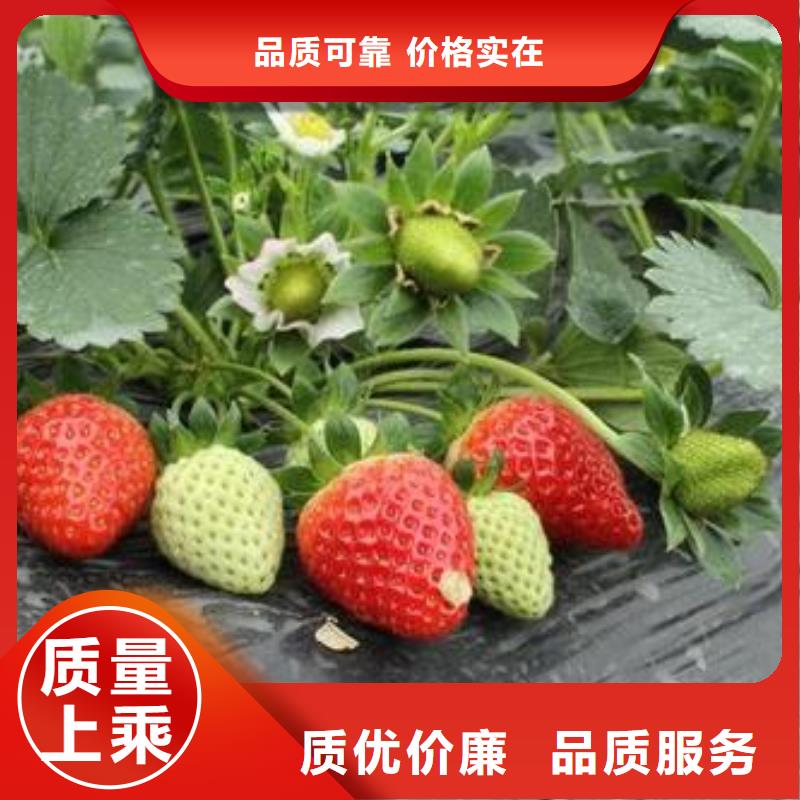 草莓苗桃树苗打造行业品质一站式厂家