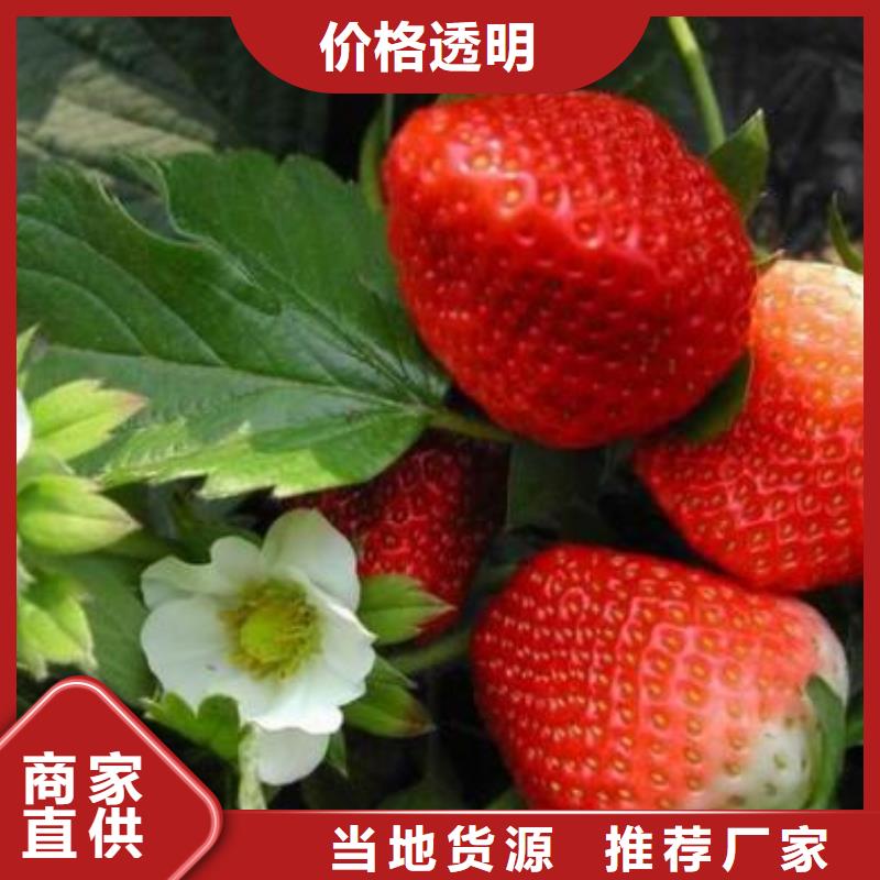 【草莓苗】-板栗苗随到随提本地生产厂家