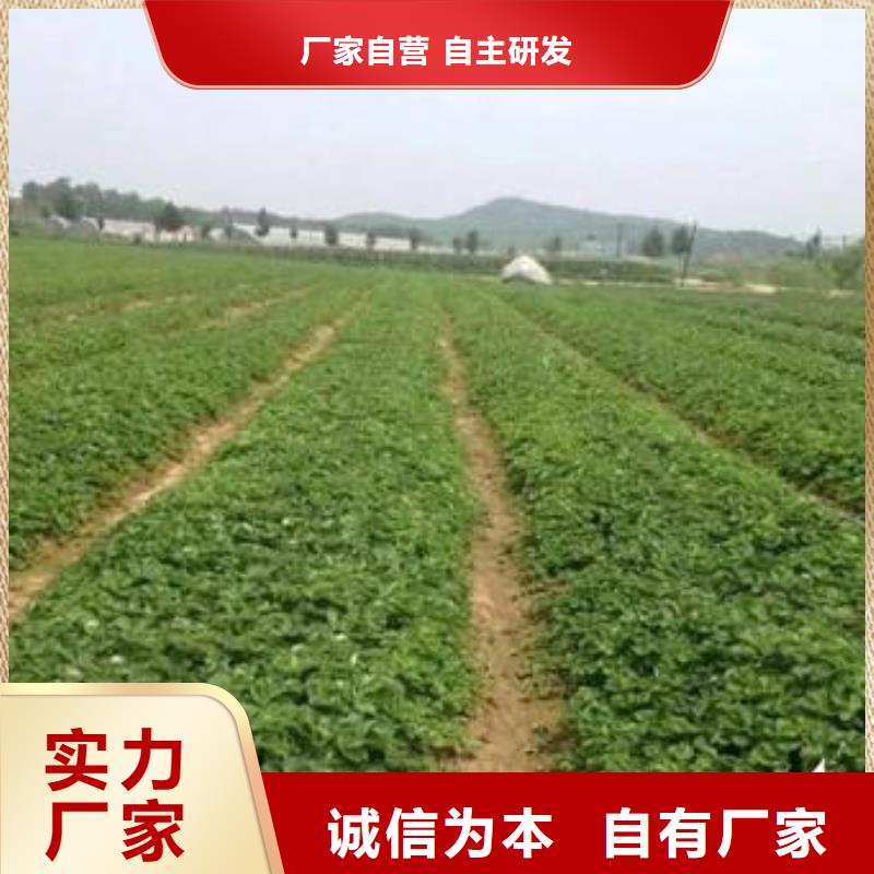 草莓苗-梨树苗直销厂家款式新颖