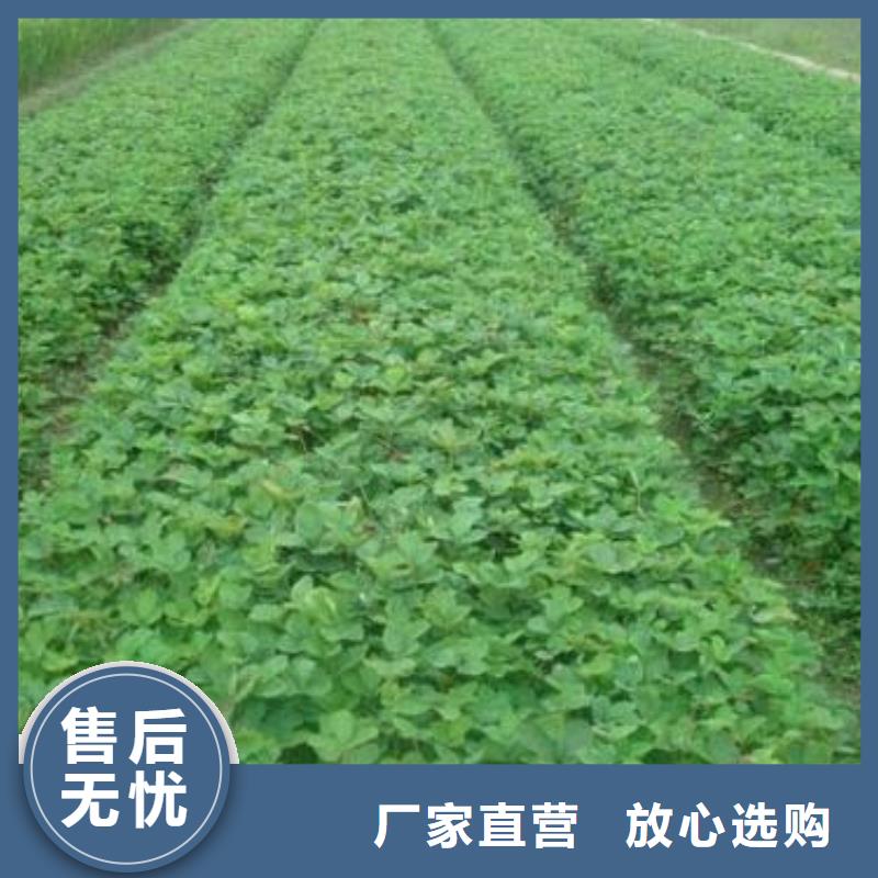 【草莓苗】苹果苗交货准时源头采购