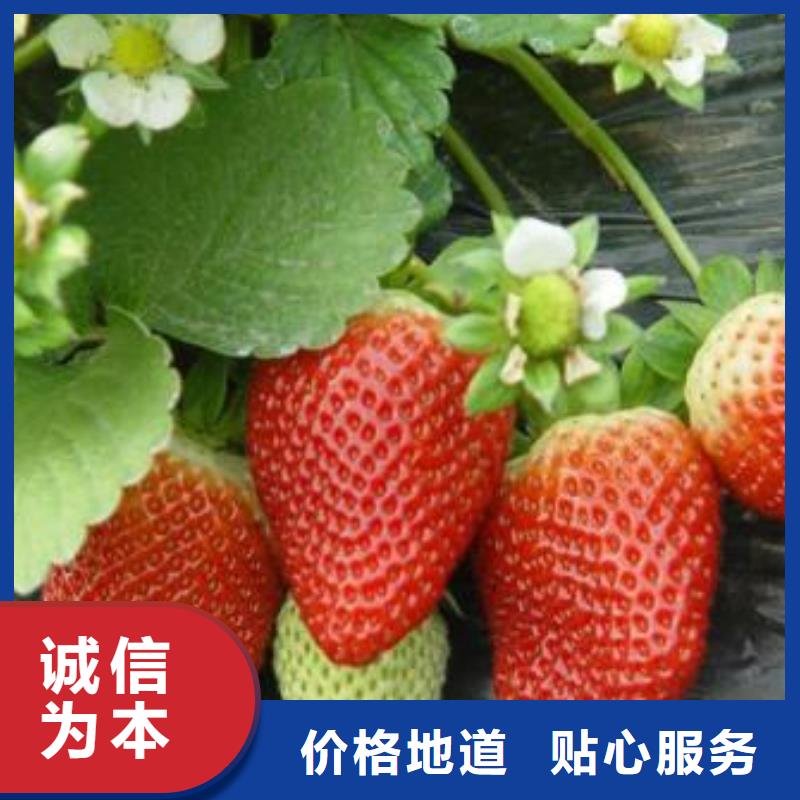 【草莓苗】葡萄苗一致好评产品本地厂家