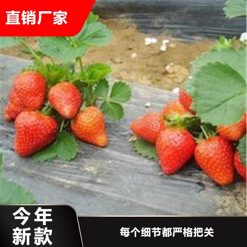 ​草莓苗【梨树苗】当地货源同城厂家