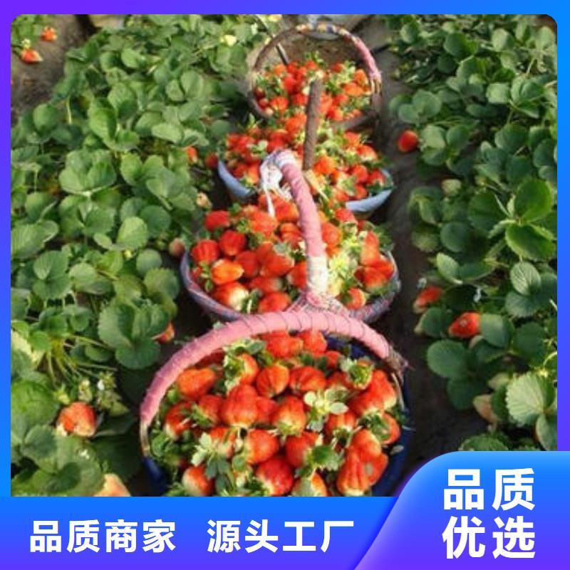 草莓苗板栗苗可定制有保障同城制造商