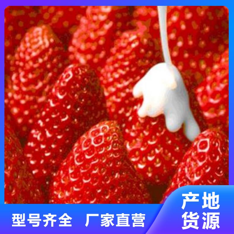 草莓苗板栗苗按需定制当地货源