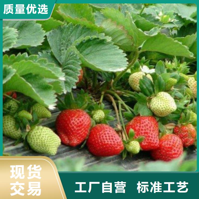 草莓苗山楂苗为您精心挑选当地公司