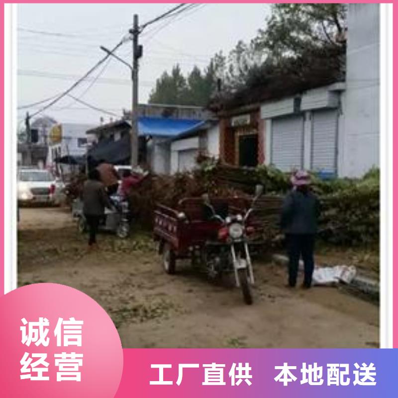 【香椿苗】梨树苗好产品放心购当地经销商