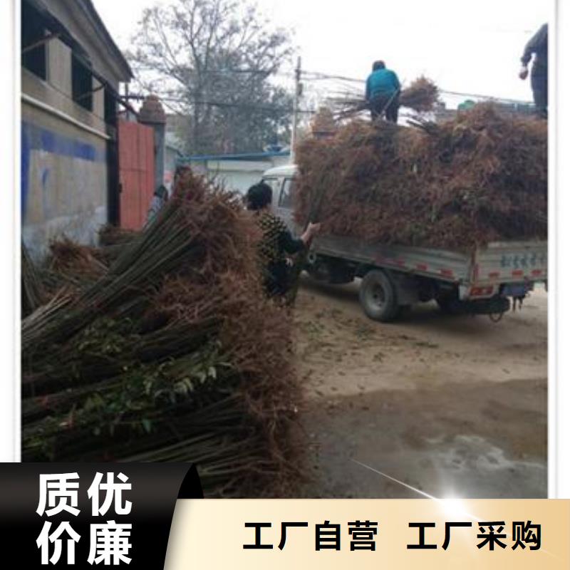香椿苗-梨树苗支持加工定制本地公司