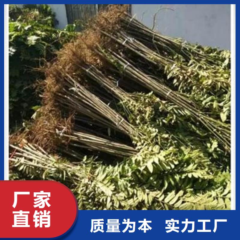 【香椿苗】桃树苗型号齐全好产品价格低