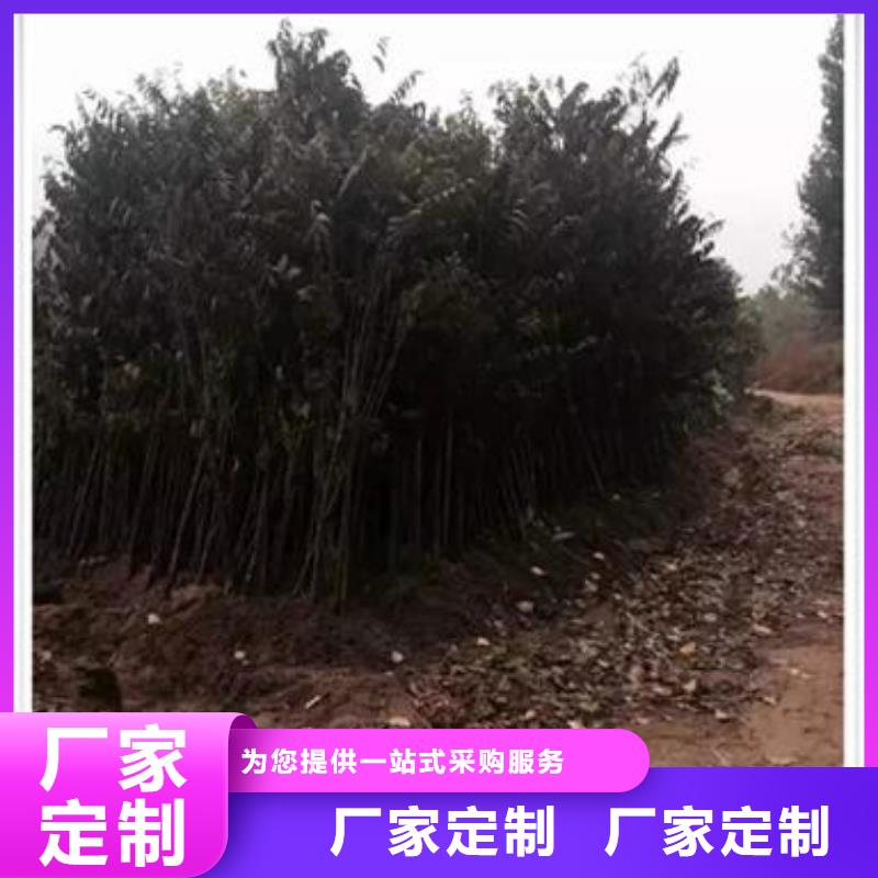 香椿苗梨树苗产地直供低价货源