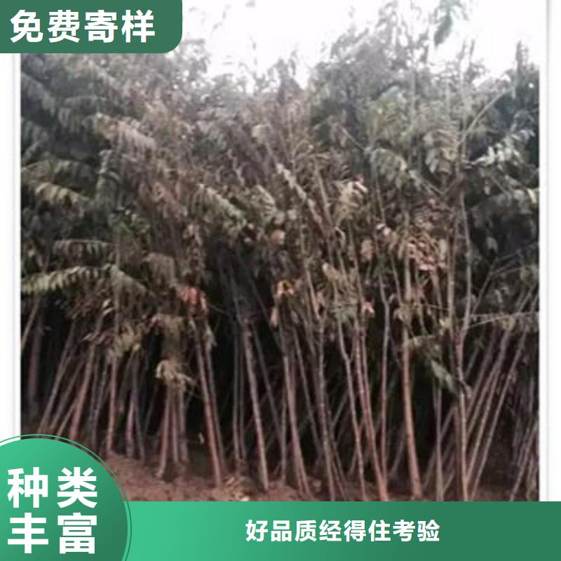 香椿苗-山楂苗追求品质实时报价