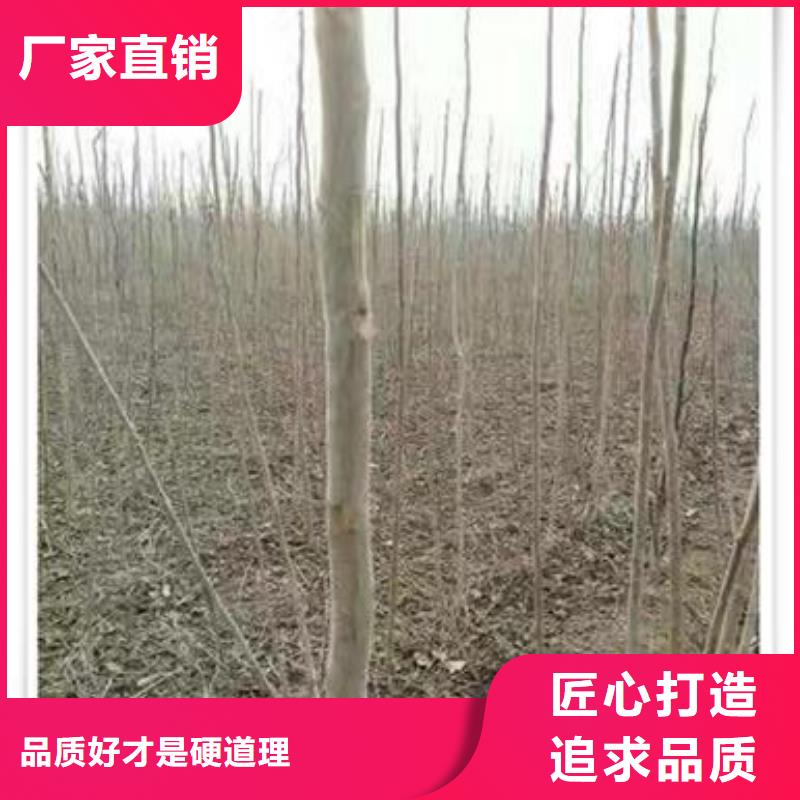 香椿苗蓝莓苗厂家直发同城厂家