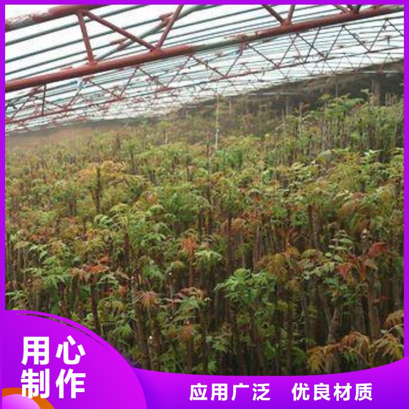 香椿苗-蓝莓苗选择大厂家省事省心同城服务商