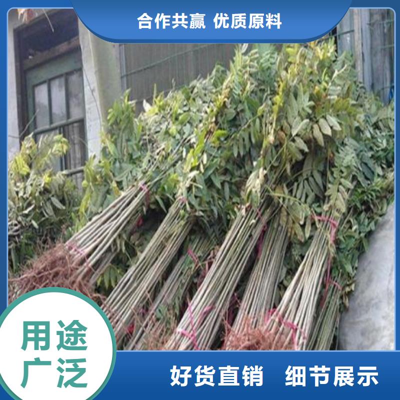 香椿苗桃树苗敢与同行比质量现货销售