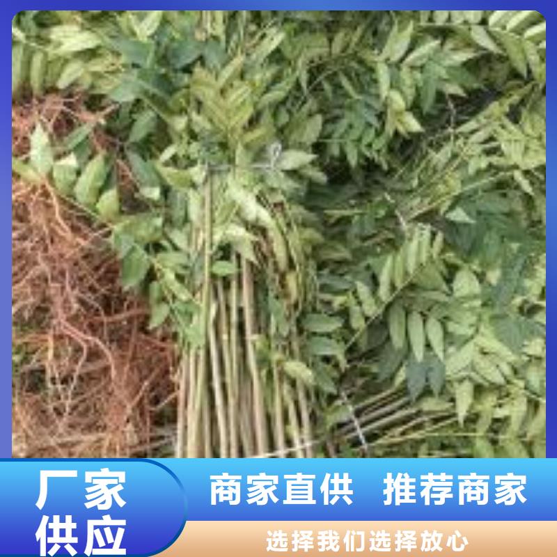 香椿苗梨树苗质量优选出厂严格质检