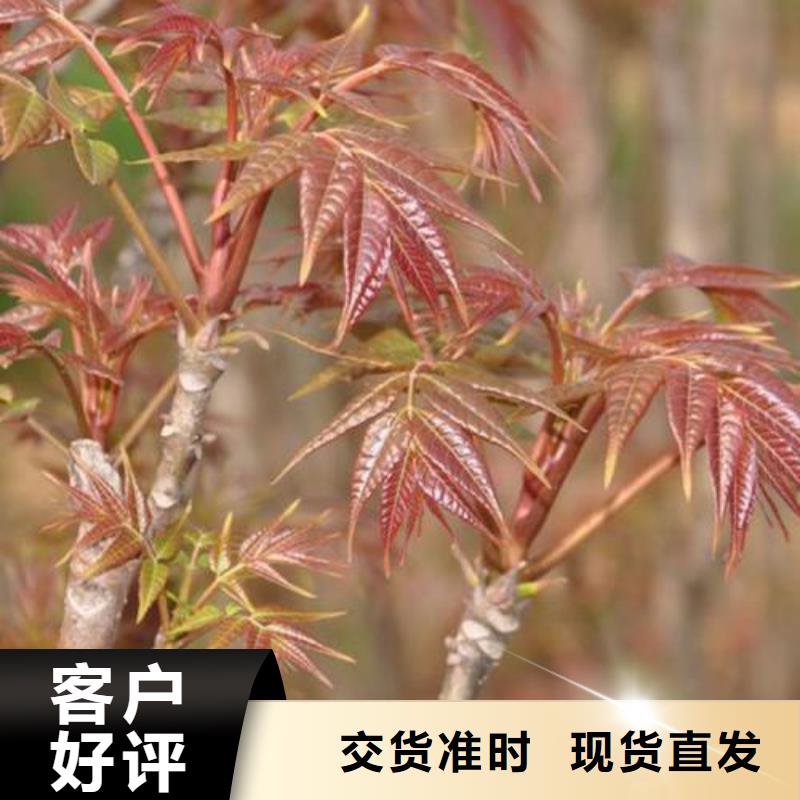香椿苗蓝莓苗质量为本产品参数