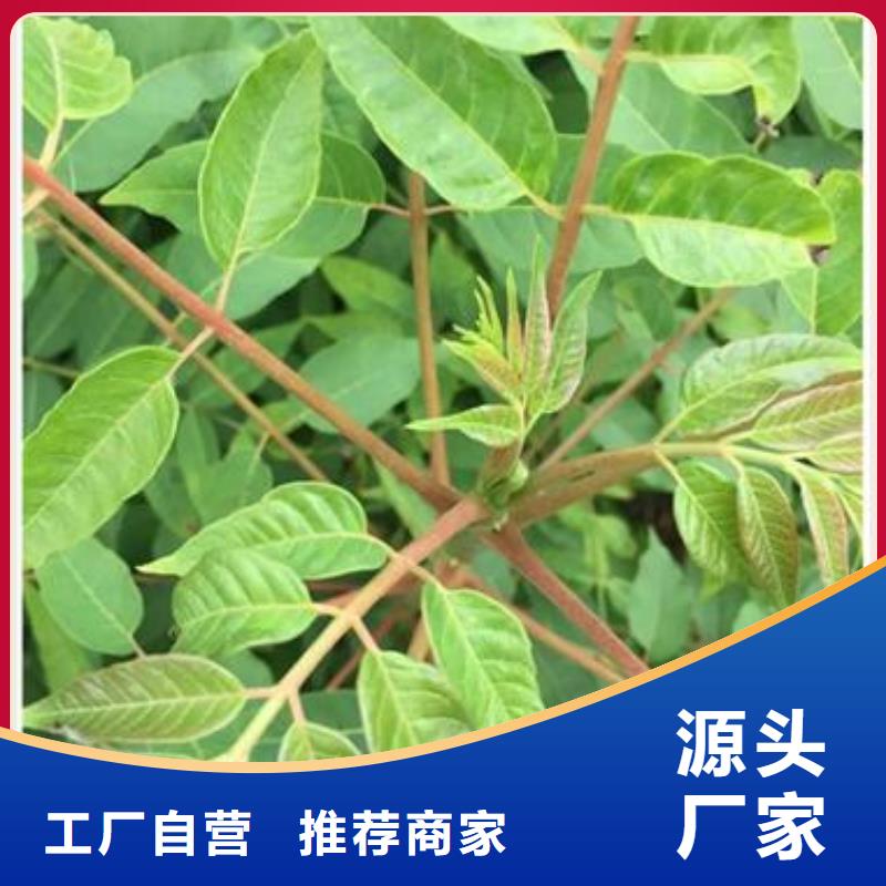 ​香椿苗板栗苗选择我们没错高性价比