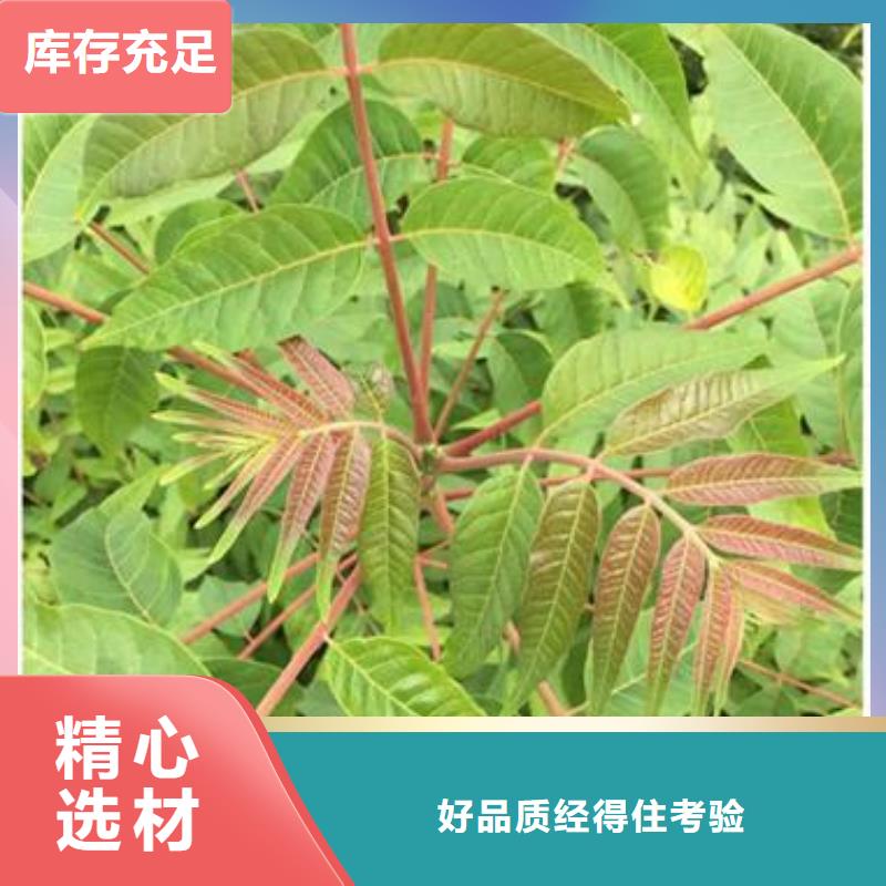 香椿苗桃树苗专注细节使用放心当地公司