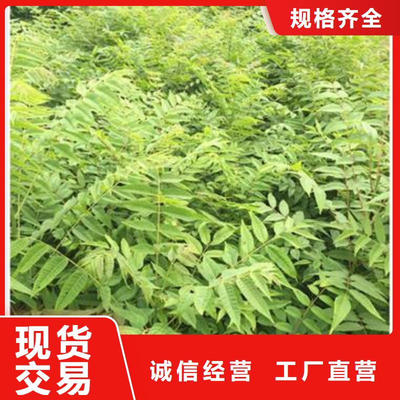 香椿苗,花椒苗市场行情源头厂家量大价优