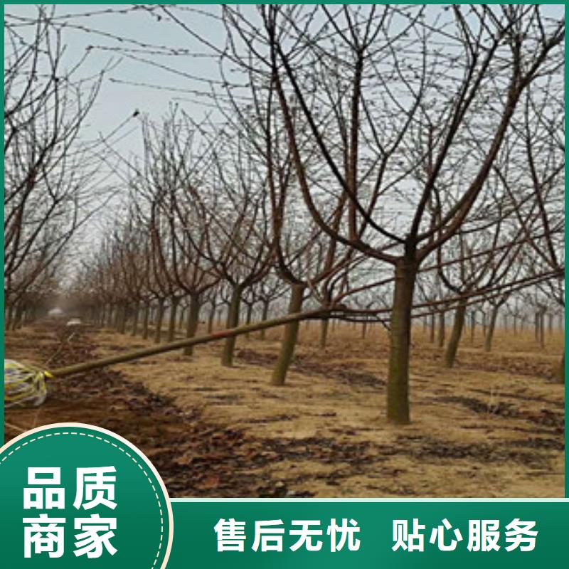 樱花,【钙果苗】支持定制批发同城生产厂家