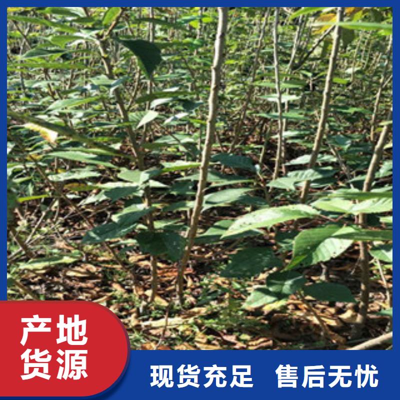 樱花蓝莓苗价格实惠品牌企业