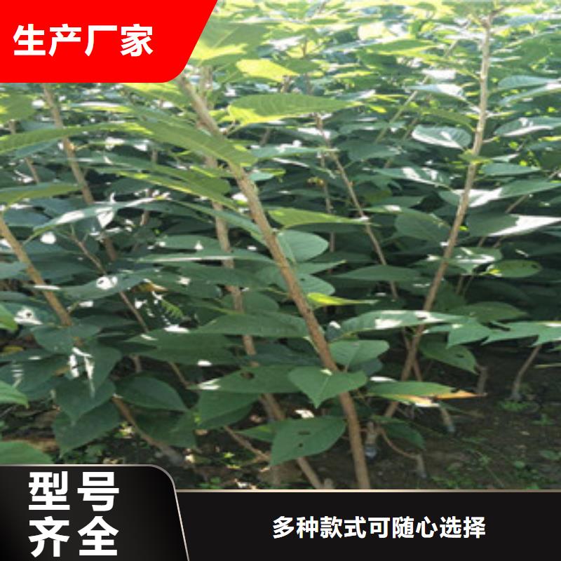 【樱花-绿化树绿化工程制造厂家】源厂定制