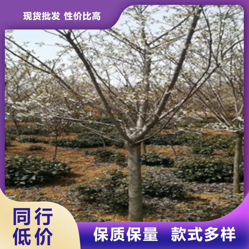 【樱花钙果苗好产品有口碑】源头工厂量大优惠