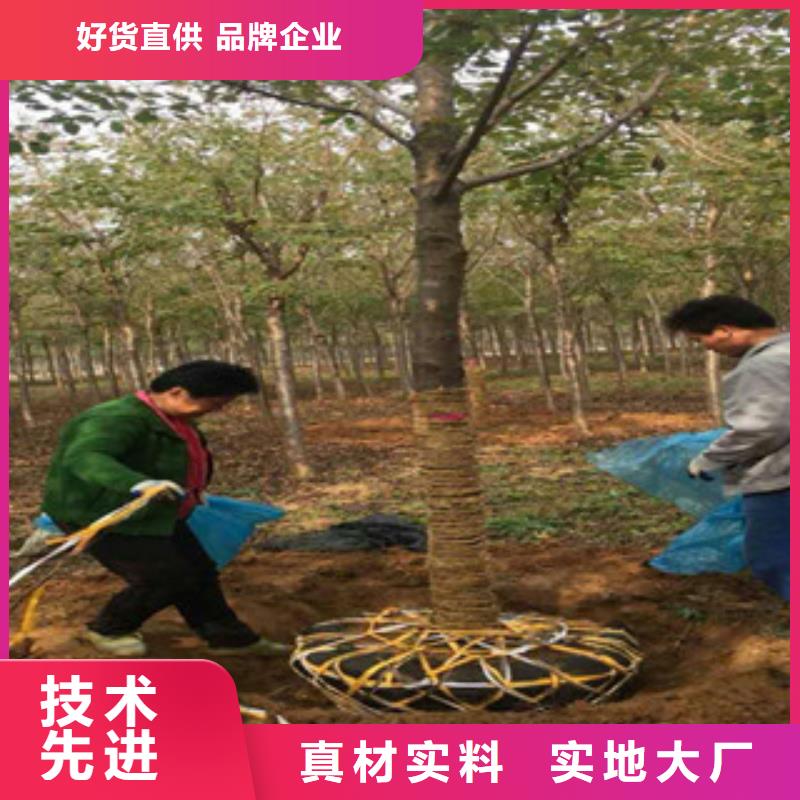 樱花_树莓苗每一处都是匠心制作现货交易