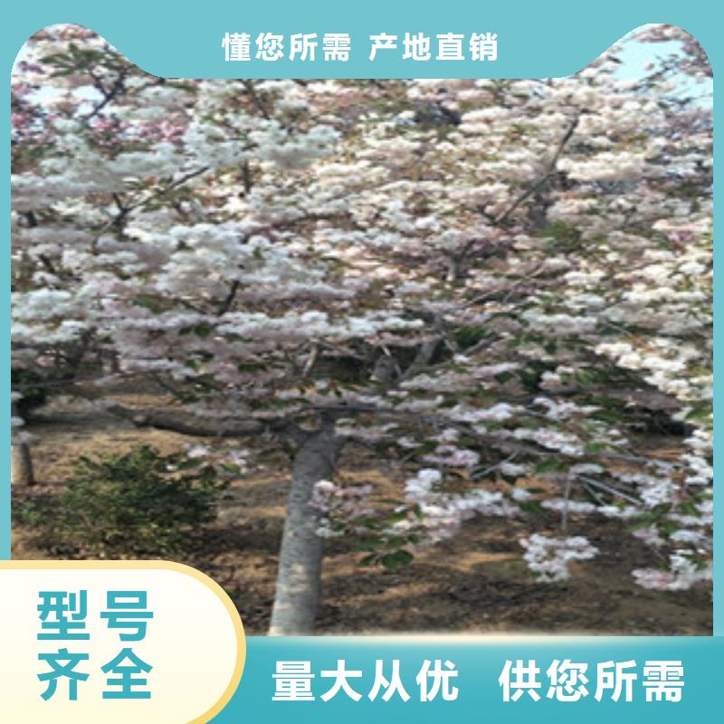 樱花,【蓝莓苗】发货及时当地货源