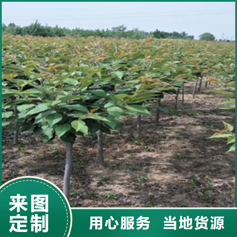 樱花【占地果树】工厂现货供应信誉至上