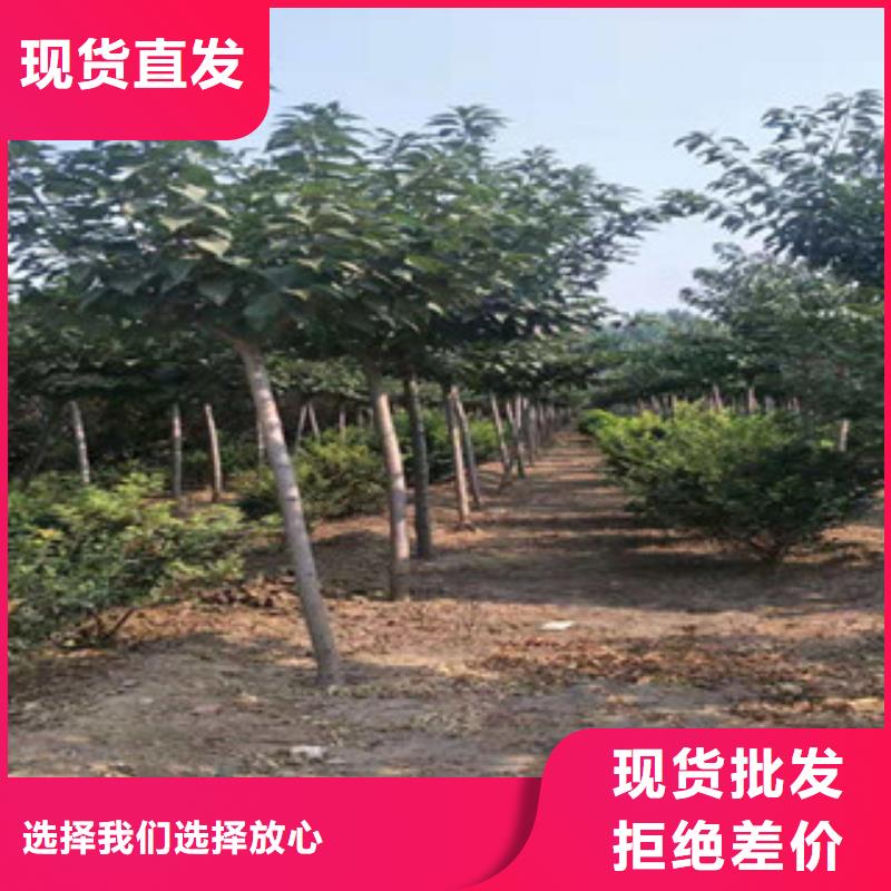 【樱花】,占地果树专业生产设备本地品牌