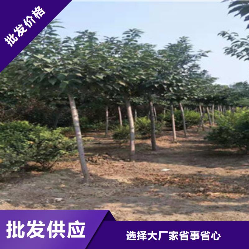 樱花占地果树厂家直营当地公司