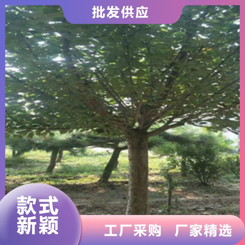 【樱花】蓝莓苗质量无忧厂家品控严格