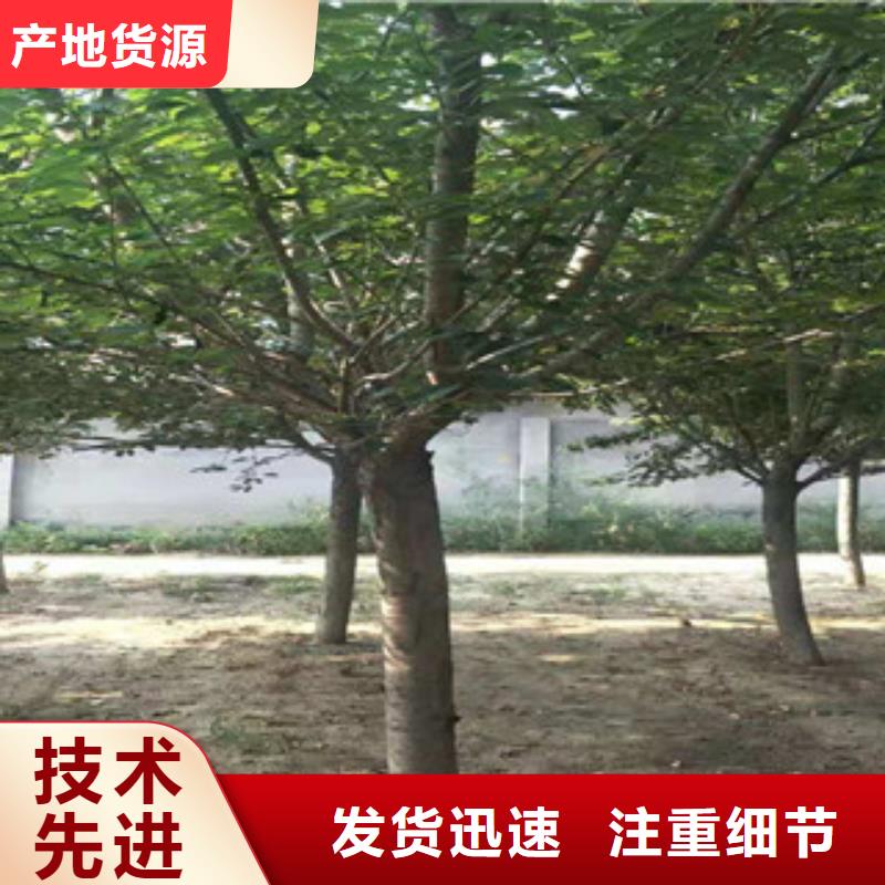 樱花占地果树用心做好细节本地货源