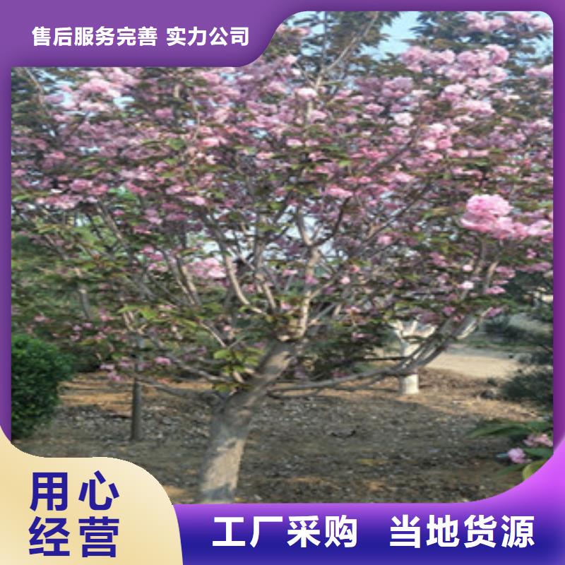 樱花泰山景松造型景松产地采购优良工艺