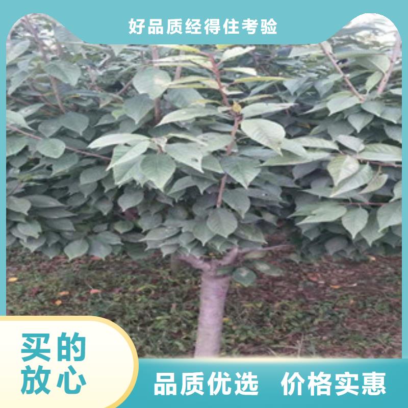 【樱花占地果树闪电发货】精致工艺