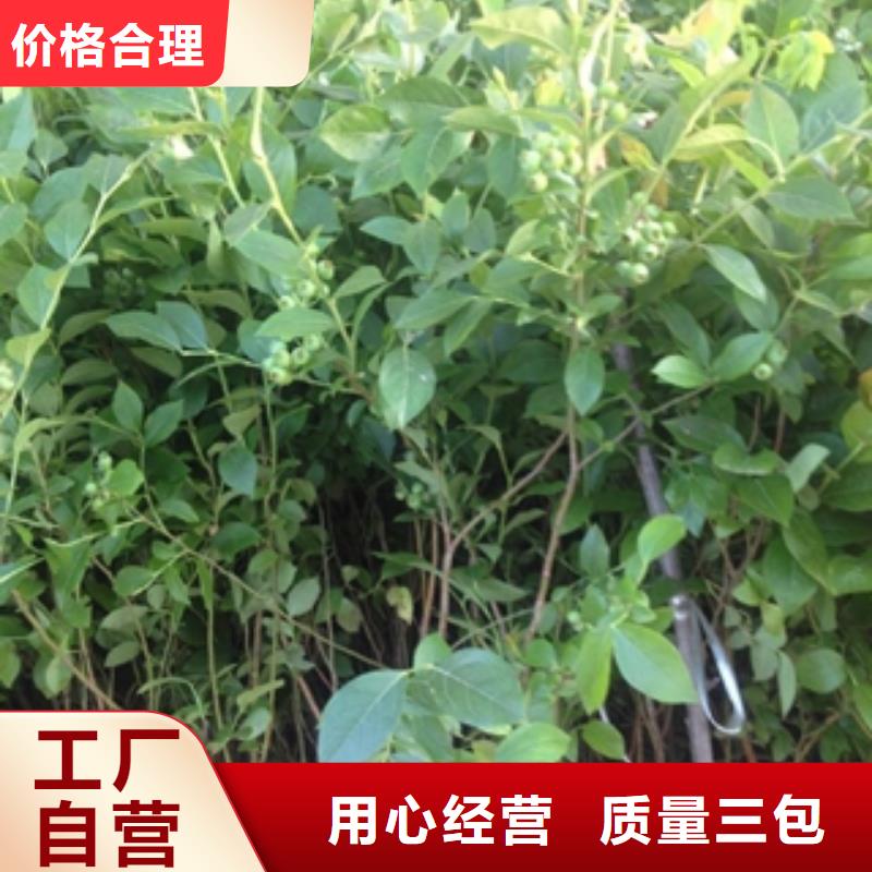 蓝莓苗【钙果苗】详细参数产品细节参数