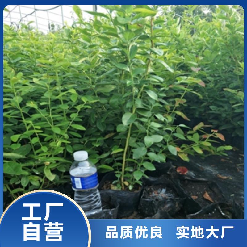 蓝莓苗核桃苗樱花苗长果桑树苗发货及时源头厂家量大价优