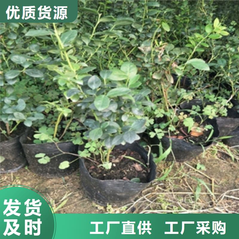 蓝莓苗值得信赖拒绝中间商