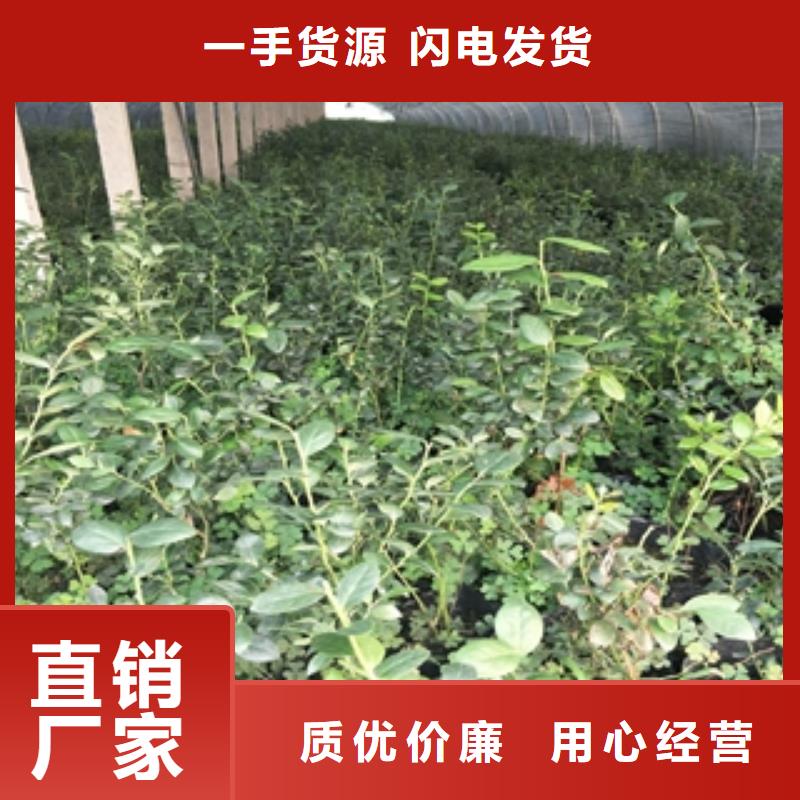 蓝莓苗占地果树精选优质材料厂家工艺先进