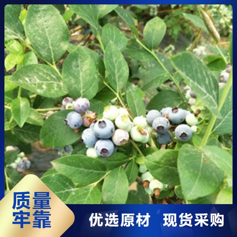 【蓝莓苗占地果树满足客户需求】精益求精