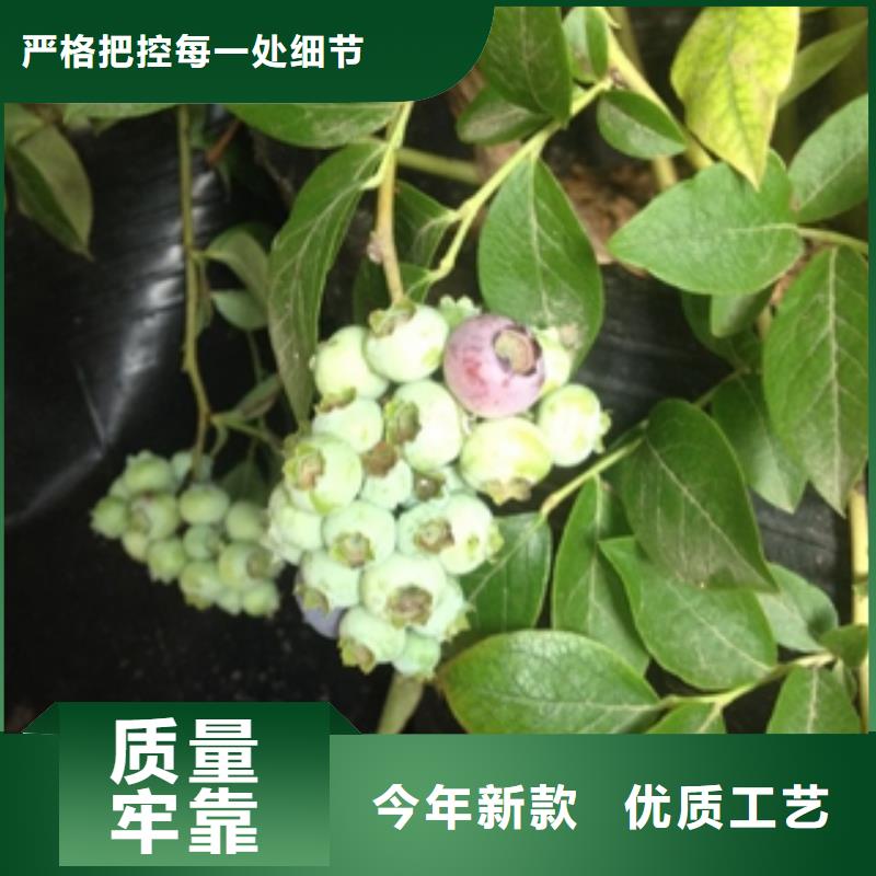 蓝莓苗樱桃苗检验发货信誉有保证