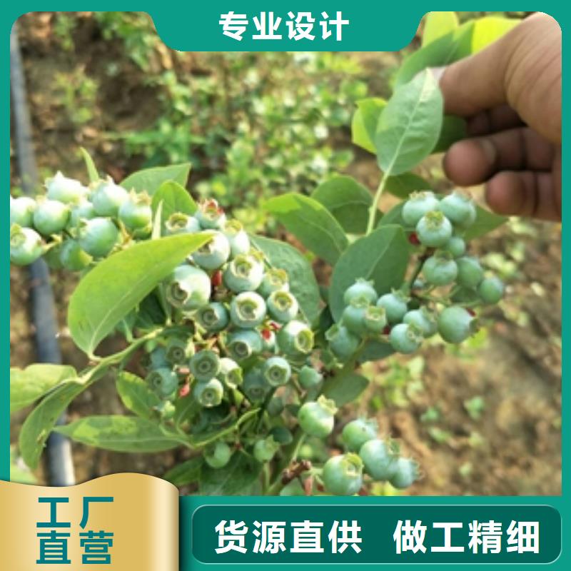 【蓝莓苗】-核桃苗樱花苗长果桑树苗厂家新品种类多质量好